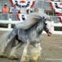 Latcho Lou Gypsy Vanner Liberty Championship